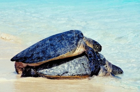 0502_turtle-sex-on-the beach_sm.jpg